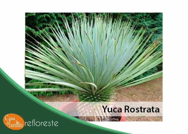 Yuca Rostrata