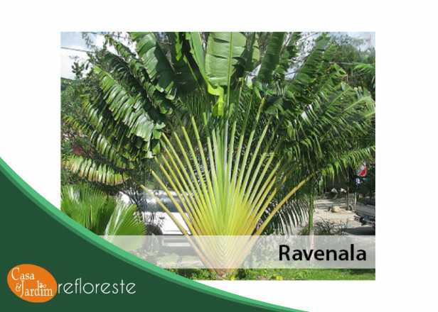 Planta Ravenala
