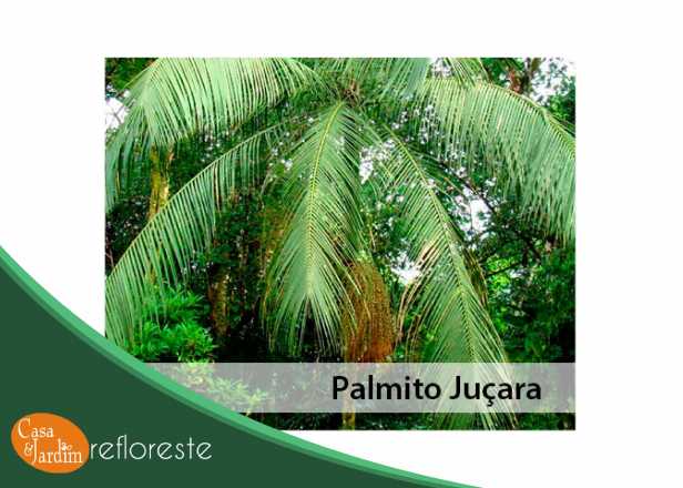 Palmito Juçara