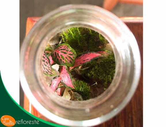 Mini Terrário